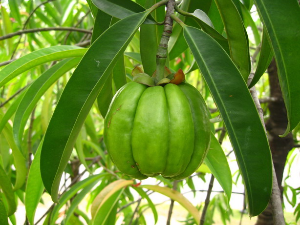 Garcinia Cambogia fruit