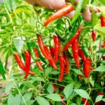 Cayenne Pepper for Weight Loss – Spicing Up Your Diet Plan!