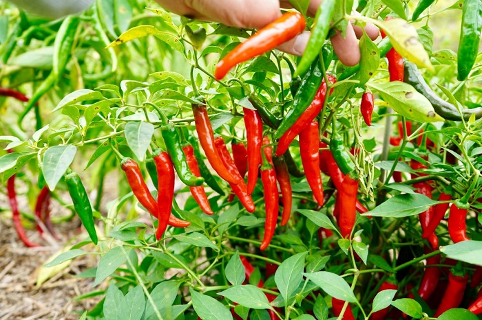 cayenne pepper for weight loss